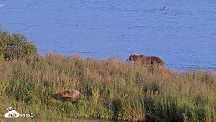 Kodiak Alaska Brown Bears Live Webcam - Aug 29, 2026, 7:58pm AKDT