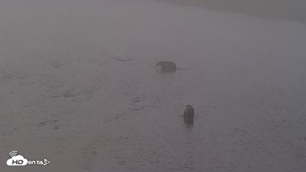 Kodiak Alaska Brown Bears Live Webcam - Aug 8, 2026, 7:56am AKDT