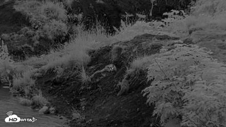 Kodiak Alaska Brown Bears Live Webcam - Aug 11, 2026, 6:12am AKDT