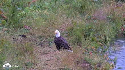 Kodiak Alaska Brown Bears Live Webcam - Aug 4, 2026, 9:48pm AKDT