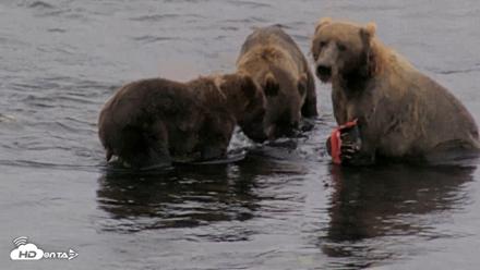 Kodiak Alaska Brown Bears Live Webcam - Aug 18, 2026, 7:43am AKDT
