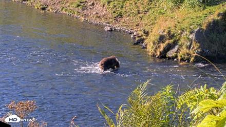 Kodiak Alaska Brown Bears Live Webcam - Aug 23, 2026, 10:02am AKDT