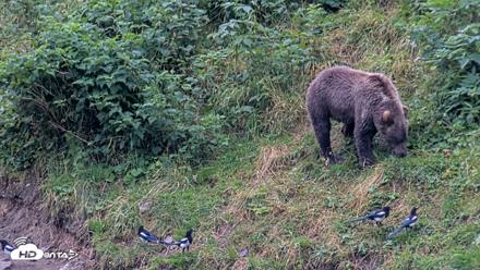Kodiak Alaska Brown Bears Live Webcam - Aug 20, 2026, 7:06pm AKDT