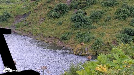 Kodiak Alaska Brown Bears Live Webcam - Aug 14, 2026, 4:22pm AKDT