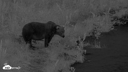 Kodiak Alaska Brown Bears Live Webcam - Aug 10, 2026, 10:48pm AKDT