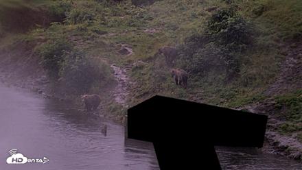 Kodiak Alaska Brown Bears Live Webcam - Aug 16, 2026, 9:46pm AKDT