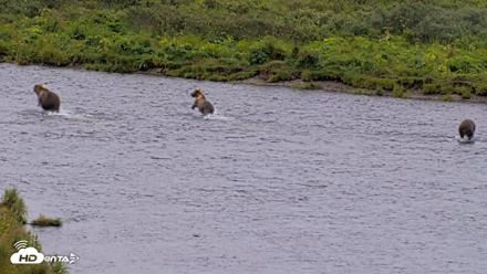 Kodiak Alaska Brown Bears Live Webcam - Aug 14, 2026, 2:07pm AKDT