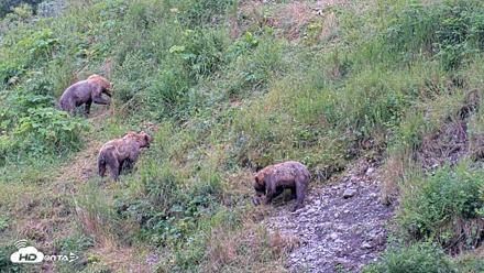 Kodiak Alaska Brown Bears Live Webcam - Aug 6, 2026, 10:05am AKDT