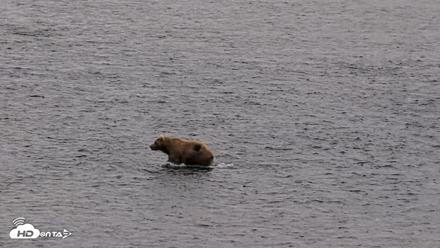 Kodiak Alaska Brown Bears Live Webcam - Aug 3, 2026, 6:29am AKDT