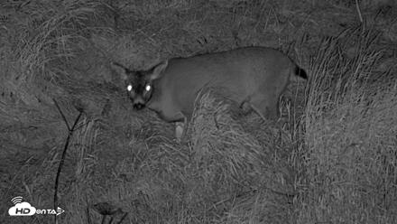 Kodiak Alaska Brown Bears Live Webcam - Oct 21, 2026, 9:23pm AKDT