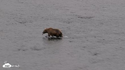 Kodiak Alaska Brown Bears Live Webcam - Aug 9, 2026, 9:35pm AKDT