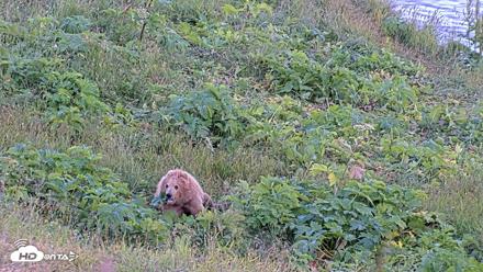 Kodiak Alaska Brown Bears Live Webcam - Jul 30, 2026, 9:14pm AKDT