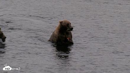 Kodiak Alaska Brown Bears Live Webcam - Aug 18, 2026, 7:30am AKDT