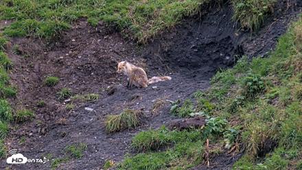 Kodiak Alaska Brown Bears Live Webcam - Aug 20, 2026, 8:13pm AKDT
