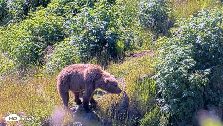 Kodiak Alaska Brown Bears Live Webcam - Jul 26, 2026, 12:36pm AKDT