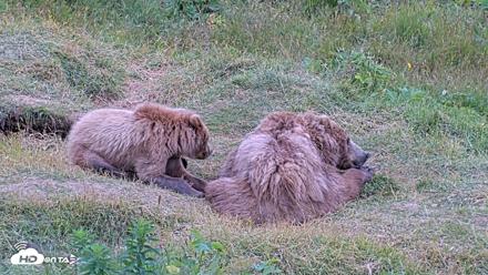 Kodiak Alaska Brown Bears Live Webcam - Aug 3, 2026, 8:00pm AKDT