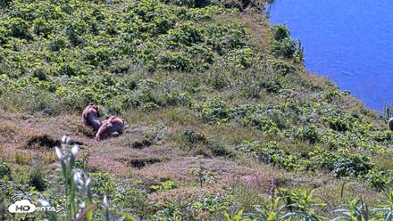 Kodiak Alaska Brown Bears Live Webcam - Jul 30, 2026, 10:42am AKDT