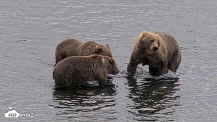 Kodiak Alaska Brown Bears Live Webcam - Aug 22, 2026, 6:55pm AKDT