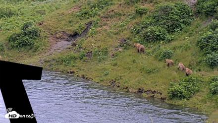Kodiak Alaska Brown Bears Live Webcam - Jul 25, 2026, 5:54pm AKDT