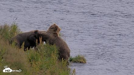Kodiak Alaska Brown Bears Live Webcam - Aug 9, 2026, 4:32pm AKDT