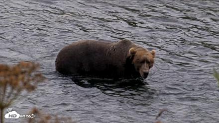 Kodiak Alaska Brown Bears Live Webcam - Aug 17, 2026, 5:07pm AKDT