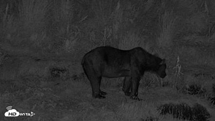 Kodiak Alaska Brown Bears Live Webcam - Aug 10, 2026, 11:39pm AKDT
