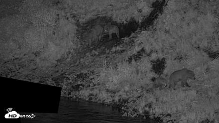 Kodiak Alaska Brown Bears Live Webcam - Jul 27, 2026, 12:25am AKDT