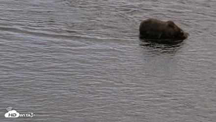 Kodiak Alaska Brown Bears Live Webcam - Aug 20, 2026, 5:19pm AKDT