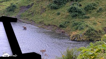 Kodiak Alaska Brown Bears Live Webcam - Aug 20, 2026, 5:16pm AKDT