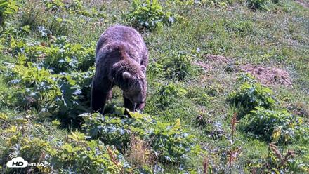 Kodiak Alaska Brown Bears Live Webcam - Aug 23, 2026, 1:32pm AKDT