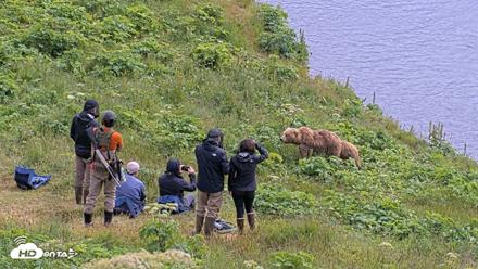 Kodiak Alaska Brown Bears Live Webcam - Jul 25, 2026, 2:18pm AKDT