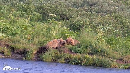 Kodiak Alaska Brown Bears Live Webcam - Aug 7, 2026, 6:53pm AKDT
