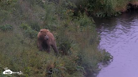 Kodiak Alaska Brown Bears Live Webcam - Jul 22, 2026, 6:52am AKDT