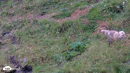 Kodiak Alaska Brown Bears Live Webcam - Aug 6, 2026, 7:50am AKDT