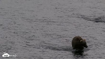 Kodiak Alaska Brown Bears Live Webcam - Aug 20, 2026, 5:47pm AKDT