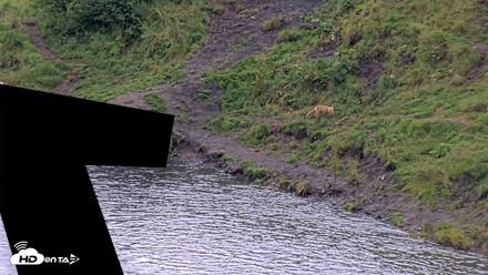 Kodiak Alaska Brown Bears Live Webcam - Aug 20, 2026, 5:24pm AKDT