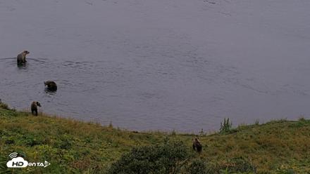 Kodiak Alaska Brown Bears Live Webcam - Aug 17, 2026, 8:45pm AKDT