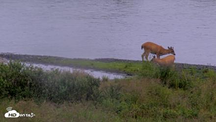 Kodiak Alaska Brown Bears Live Webcam - Aug 19, 2026, 11:06am AKDT