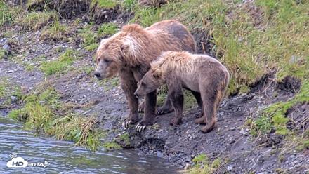 Kodiak Alaska Brown Bears Live Webcam - Aug 4, 2026, 5:31pm AKDT