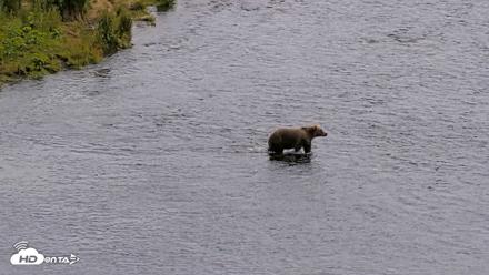 Kodiak Alaska Brown Bears Live Webcam - Aug 6, 2026, 2:35pm AKDT