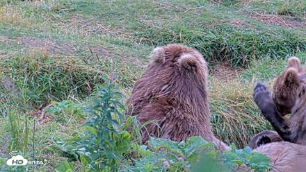 Kodiak Alaska Brown Bears Live Webcam - Aug 13, 2026, 11:23am AKDT