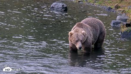Kodiak Alaska Brown Bears Live Webcam - Aug 14, 2026, 7:40am AKDT