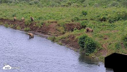 Kodiak Alaska Brown Bears Live Webcam - Aug 6, 2026, 7:29pm AKDT