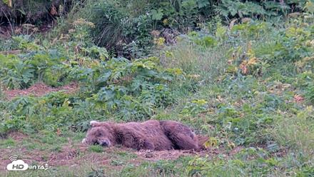 Kodiak Alaska Brown Bears Live Webcam - Aug 10, 2026, 6:19pm AKDT