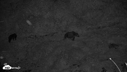 Kodiak Alaska Brown Bears Live Webcam - Aug 23, 2026, 10:42pm AKDT