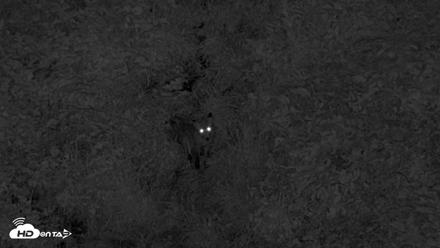 Kodiak Alaska Brown Bears Live Webcam - Aug 12, 2026, 10:44pm AKDT
