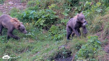 Kodiak Alaska Brown Bears Live Webcam - Aug 13, 2026, 11:51am AKDT
