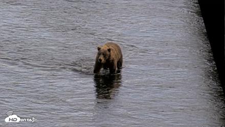 Kodiak Alaska Brown Bears Live Webcam - Aug 20, 2026, 5:19pm AKDT