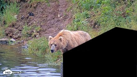 Kodiak Alaska Brown Bears Live Webcam - Jul 27, 2026, 9:15am AKDT