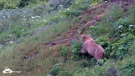 Kodiak Alaska Brown Bears Live Webcam - Jul 17, 2026, 7:13am AKDT